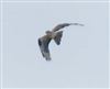 Honey-buzzard