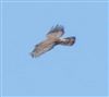 Honey-buzzard