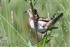 Whitethroat