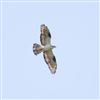 Honey-buzzard