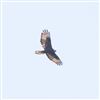 Honey-buzzard