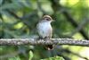 Cetti's Warbler