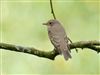 Spotted Flycatcher