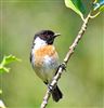 Stonechat