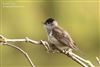 Blackcap