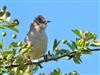 Whitethroat