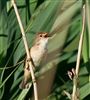 Reed Warbler