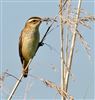 Sedge Warbler