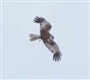 Marsh Harrier