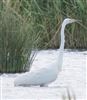 Great White Egret