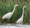 Great White Egret