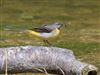 Grey Wagtail