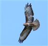 Buzzard