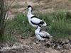 Avocet