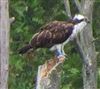 Osprey