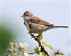 Whitethroat