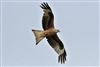 Red Kite