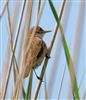 Reed Warbler