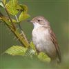 Whitethroat