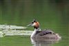 Great Crested Grebe