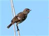 Stonechat