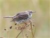 Meadow Pipit