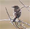 Stonechat