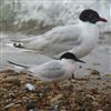 Roseate Tern