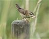 Sedge Warbler