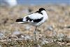 Avocet