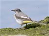 Grey Wagtail