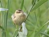 Sedge Warbler