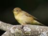 Willow Warbler