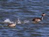 Great Crested Grebe