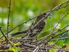 Pied Flycatcher