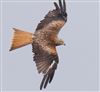 Red Kite