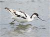 Avocet