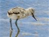 Avocet