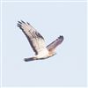 Honey-buzzard