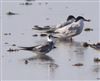 Black Tern