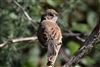 Whitethroat