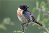 Stonechat