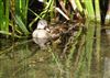 Mandarin Duck