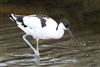 Avocet