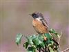 Stonechat