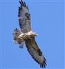 Buzzard