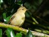 Willow Warbler