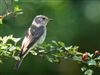 Spotted Flycatcher