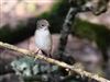 Pied Flycatcher