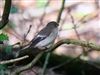 Pied Flycatcher